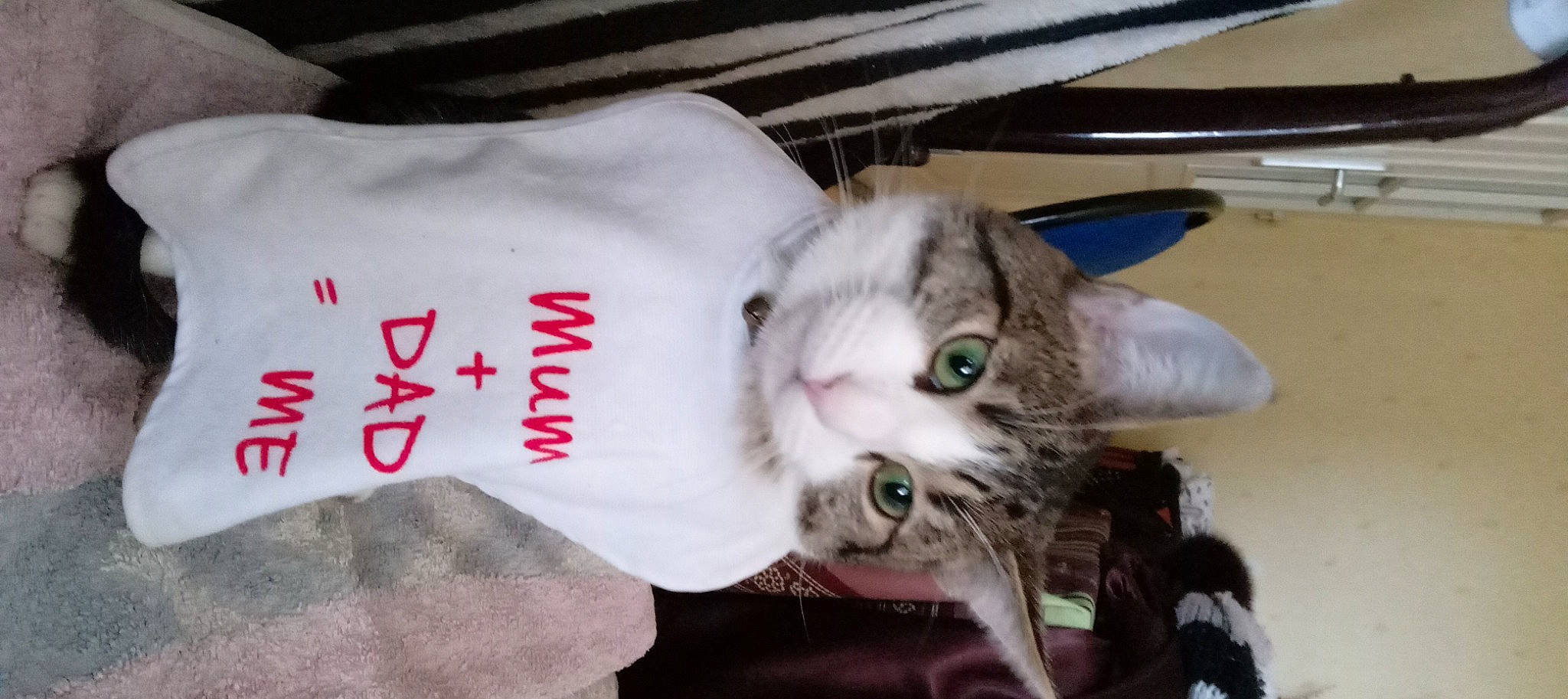 Pepito participe au concours pour gagner de l'argent avec cette photo : carnivore, cat, claw, collar, comfort, domestic_short_haired_cat, felidae, fur, paw, plant, small_to_medium_sized_cats, tail, whiskers