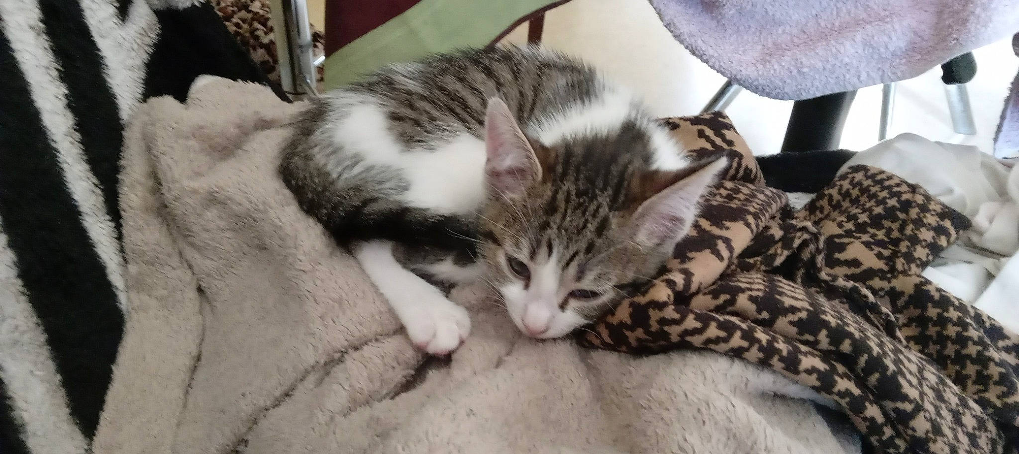 Pepito participe au concours pour gagner de l'argent avec cette photo : carnivore, cat, claw, comfort, domestic_short_haired_cat, felidae, fur, nap, paw, sleep, small_to_medium_sized_cats, whiskers