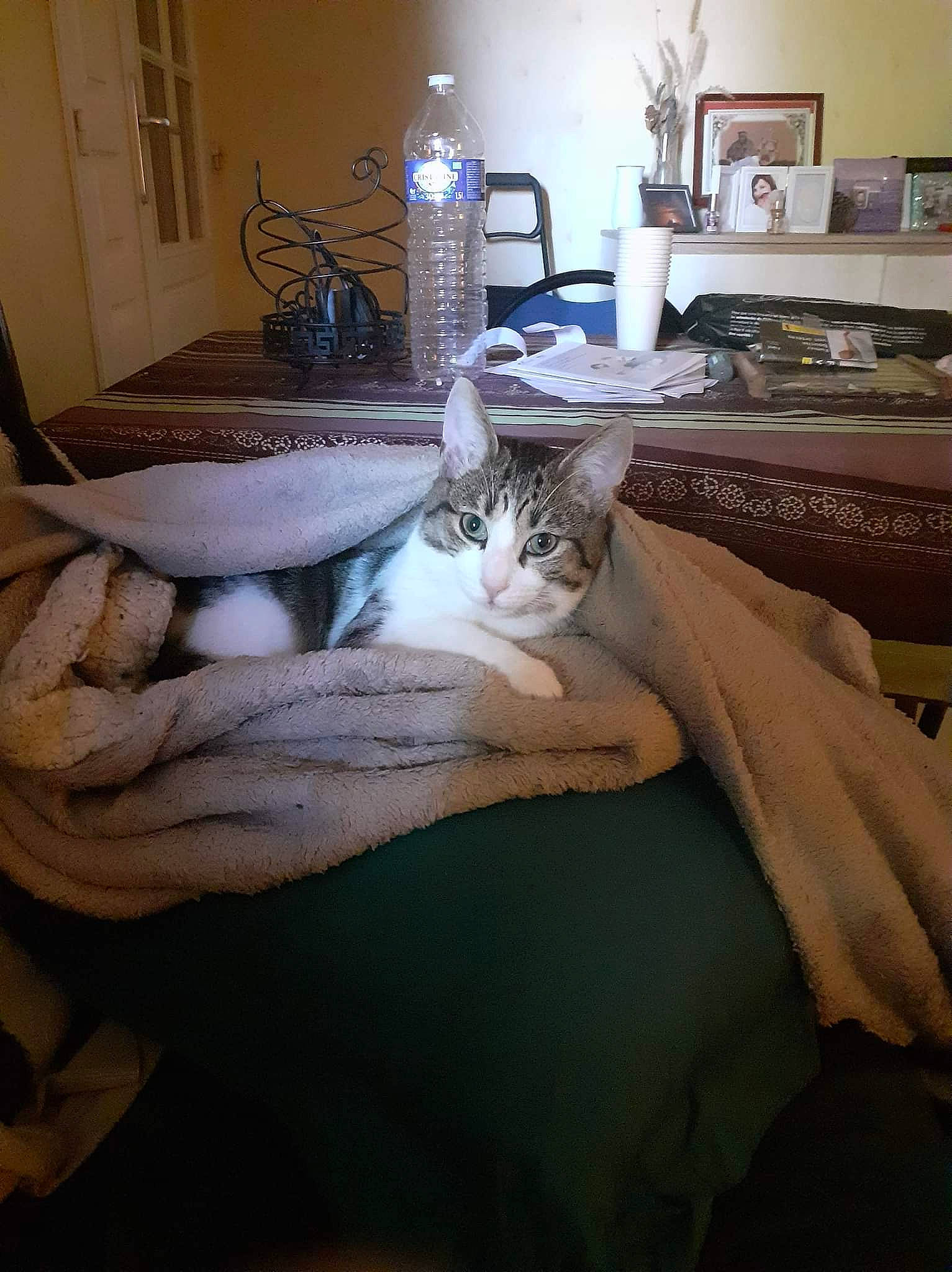 Pepito a rejoint le concours — aidez-le/la à gagner de superbes lots ! bed, cabinetry, carnivore, cat, comfort, couch, felidae, floor, flooring, furniture, grey, hardwood, linens, living_room, mammal, room, small_to_medium_sized_cats, textile, whiskers, wood