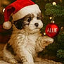 puppy, dog, santa_hat, christmas_tree, ornament, holiday, festive, cute, fluffy, paw, lights, decorations, indoors, warm_lighting, cozy, christmas, seasonal, pet, holiday_decor, christmas_ornament