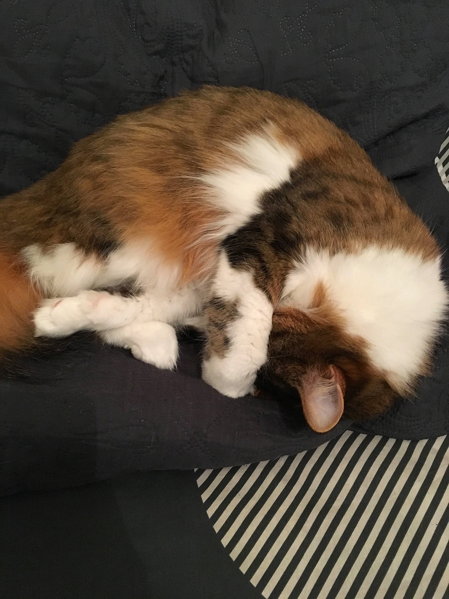 Gaia participe au concours pour gagner de l'argent avec cette photo : carnivore, cat, felidae, fur, paw, small_to_medium_sized_cats, tail, whiskers