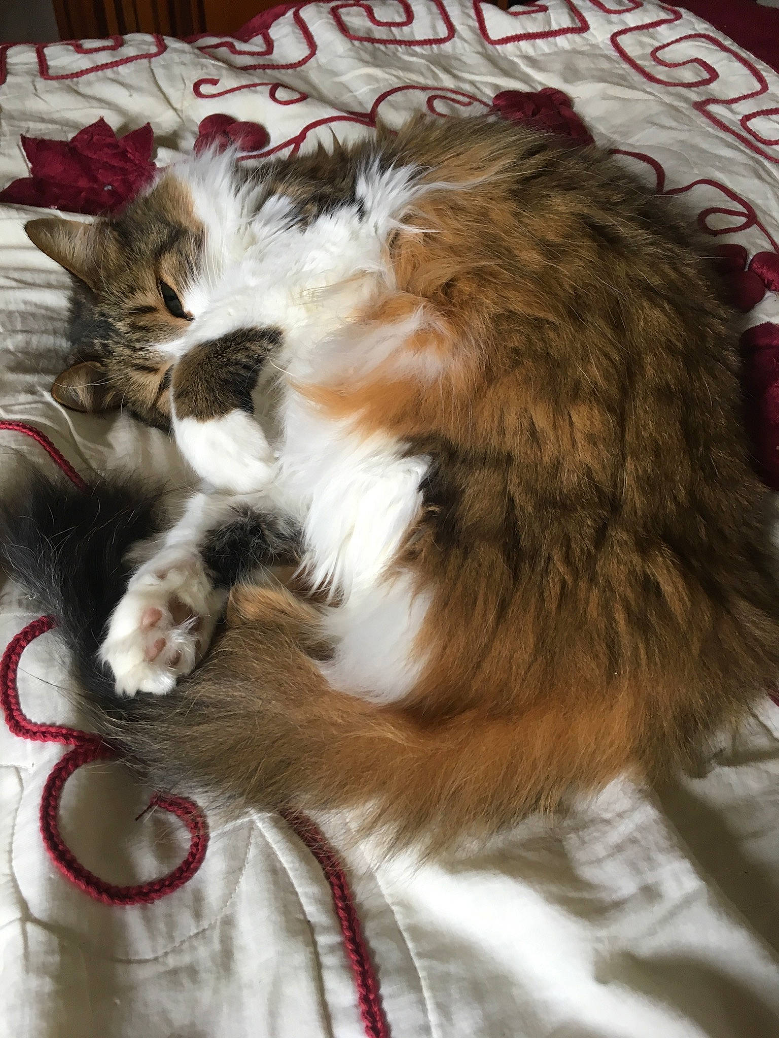 Gaia participe au concours pour gagner de l'argent avec cette photo : carnivore, cat, domestic_long_haired_cat, felidae, fur, kitten, norwegian_forest_cat, ragamuffin, small_to_medium_sized_cats, tail, whiskers