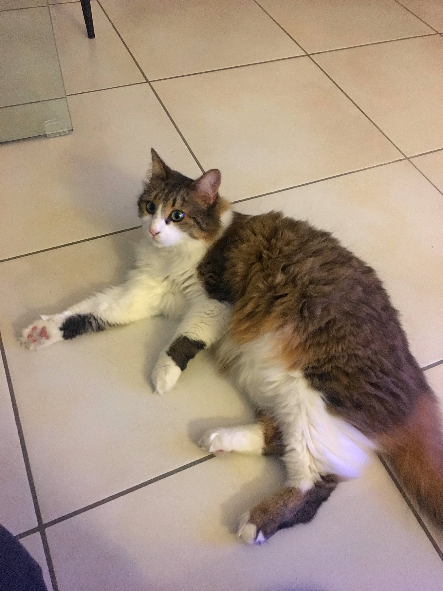 Gaia participe au concours pour gagner de l'argent avec cette photo : aegean_cat, carnivore, cat, domestic_short_haired_cat, european_shorthair, felidae, floor, fur, kitten, mammal, polydactyl_cat, small_to_medium_sized_cats, tabby_cat, tail, whiskers