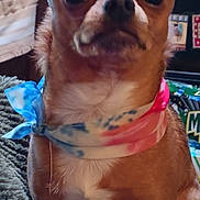 Killer is registered to the contest to win money with this photo: animal, bandana, blanket, brown_dog, close_up, companion, cozy, curious, cute, dog, ears, face, fur, home, indoors, nose, pet, portrait, sitting, small_dog