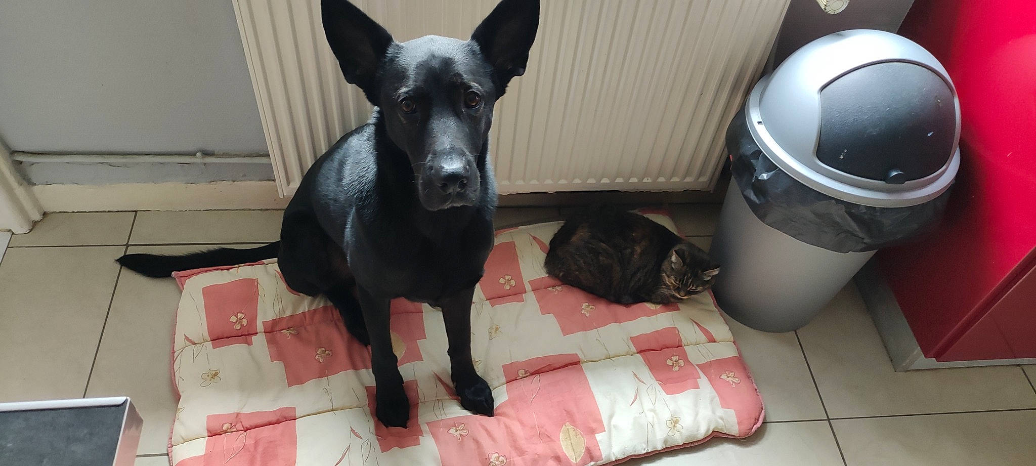 Tyson a rejoint le concours — aidez-le/la à gagner de superbes lots ! audio_equipment, canidae, carnivore, comfort, companion_dog, dog, dog_breed, fawn, flooring, home_appliance, recycling_bin, snout, sporting_group, tail, terrestrial_animal, toy_dog, waste_container, waste_containment, whiskers, working_animal