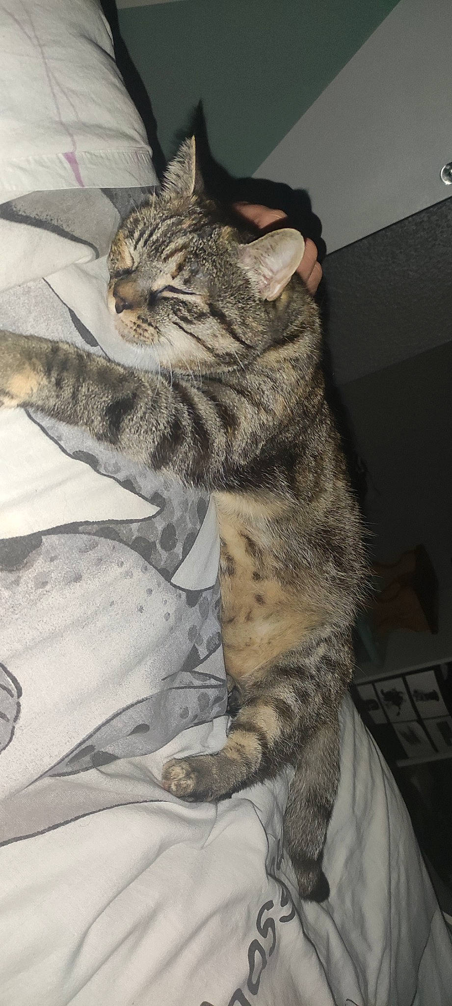 Channel a rejoint le concours — aidez-le/la à gagner de superbes lots ! art, carnivore, cat, claw, domestic_short_haired_cat, felidae, fur, military_camouflage, paw, sitting, small_to_medium_sized_cats, snout, tail, terrestrial_animal, visual_arts, whiskers, wildlife