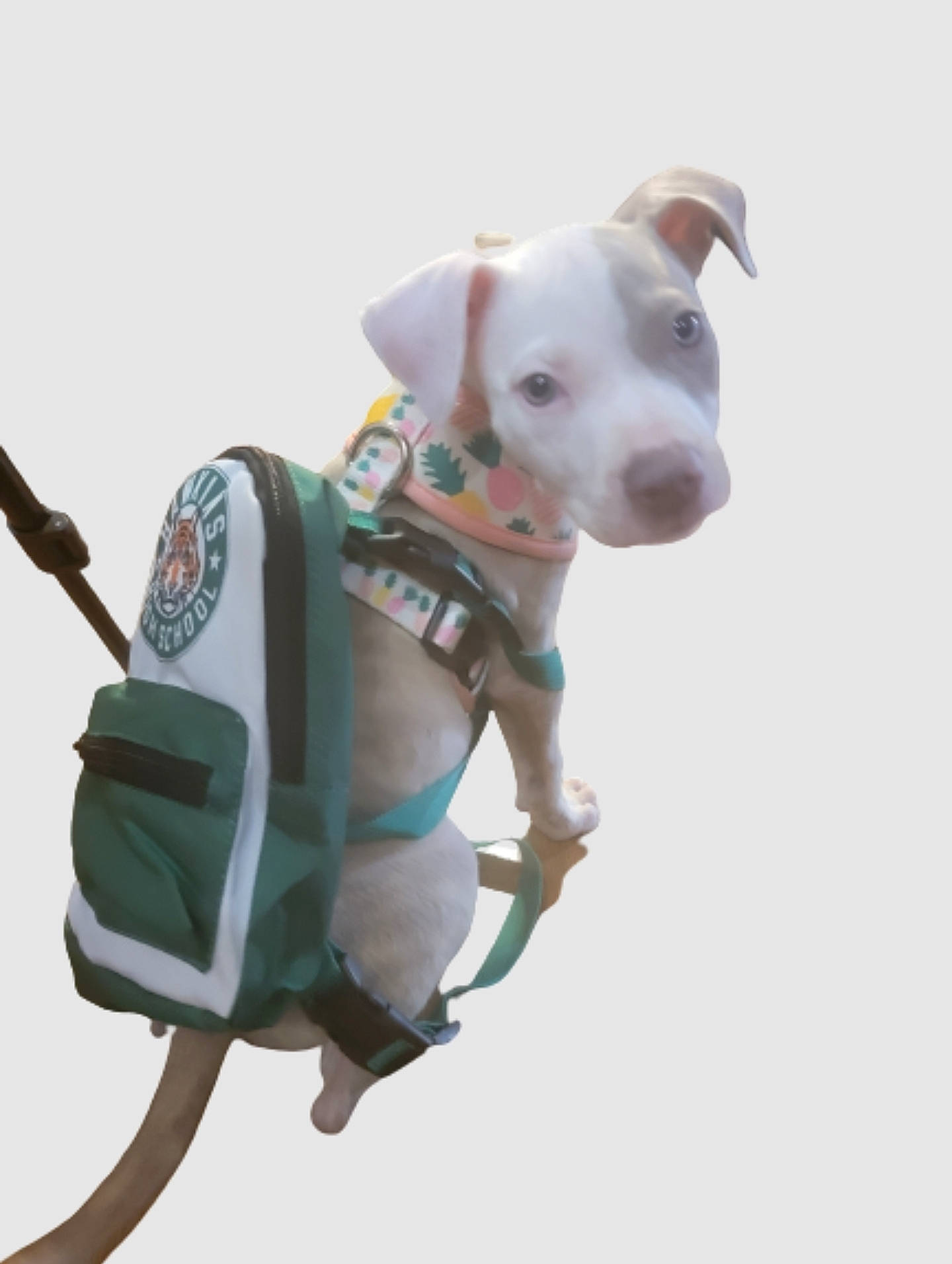 Coco Ray Cosey is registered to the contest to win money with this photo: baby_products, canidae, carnivore, collar, companion_dog, dog, dog_breed, dog_clothes, dog_collar, dog_supply, electric_blue, fashion_accessory, fawn, leash, pet_supply, snout, sporting_group, tail, toy, working_animal