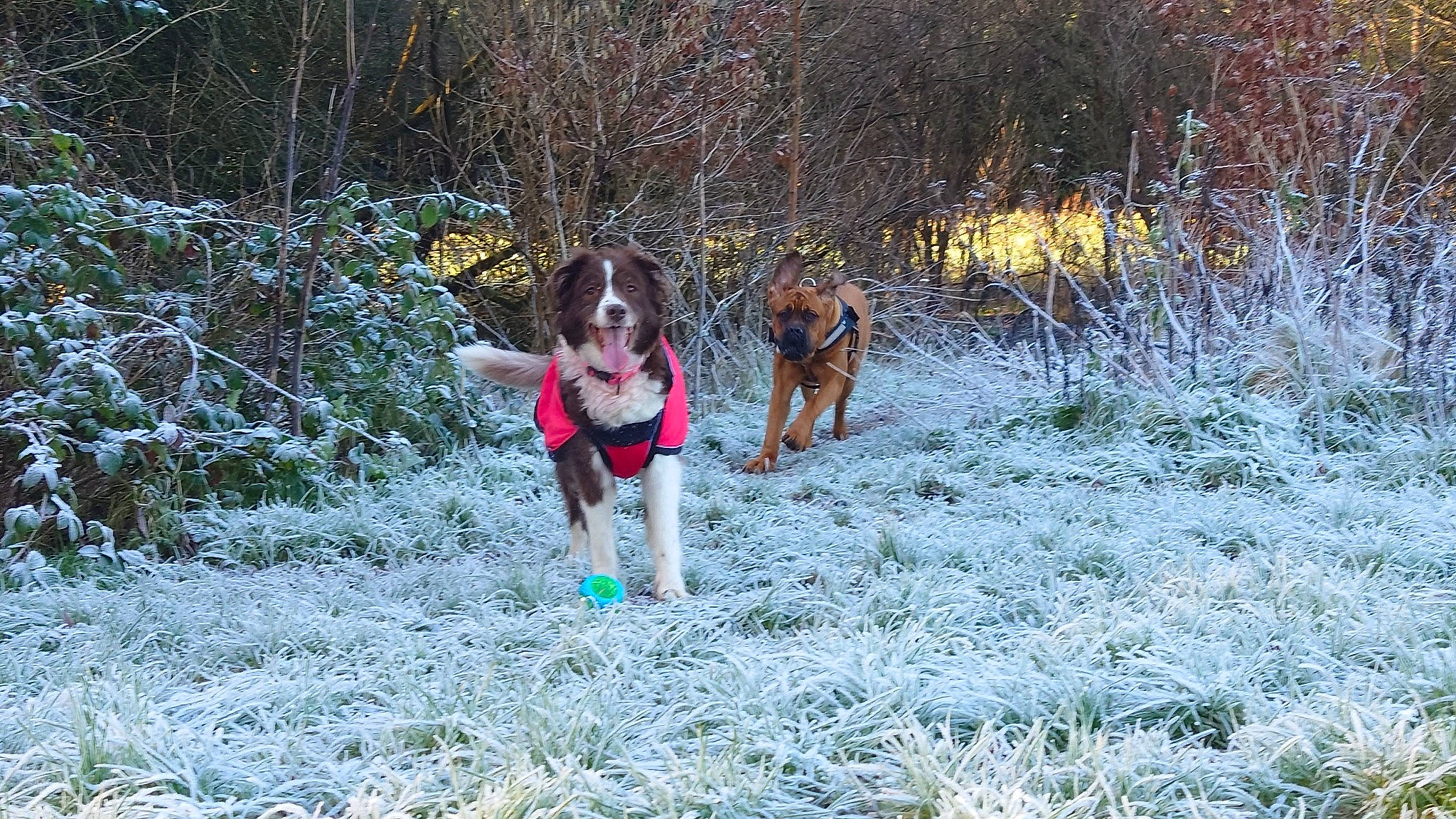 Koba joined the competition — help win amazing prizes! carnivore, collar, dog, dog_breed, dog_collar, dog_hiking, dog_supply, electric_blue, fawn, freezing, grass, mammal, plant, recreation, snow, sporting_group, tail, tree, winter, woodland