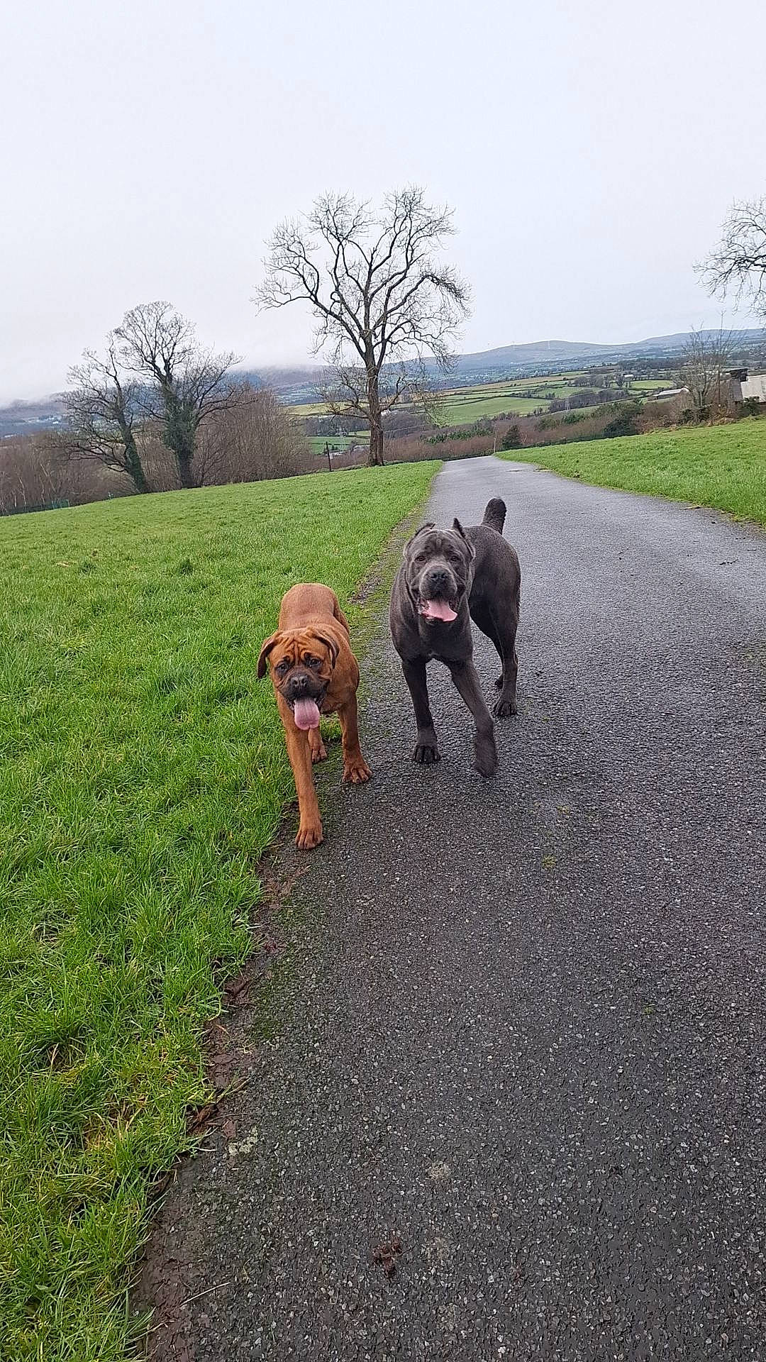 Koba joined the competition — help win amazing prizes! asphalt, carnivore, companion_dog, dog, dog_breed, grass, gun_dog, landscape, leash, pasture, plant, road, road_surface, sky, soil, sporting_group, tree, walking, wilderness, working_animal