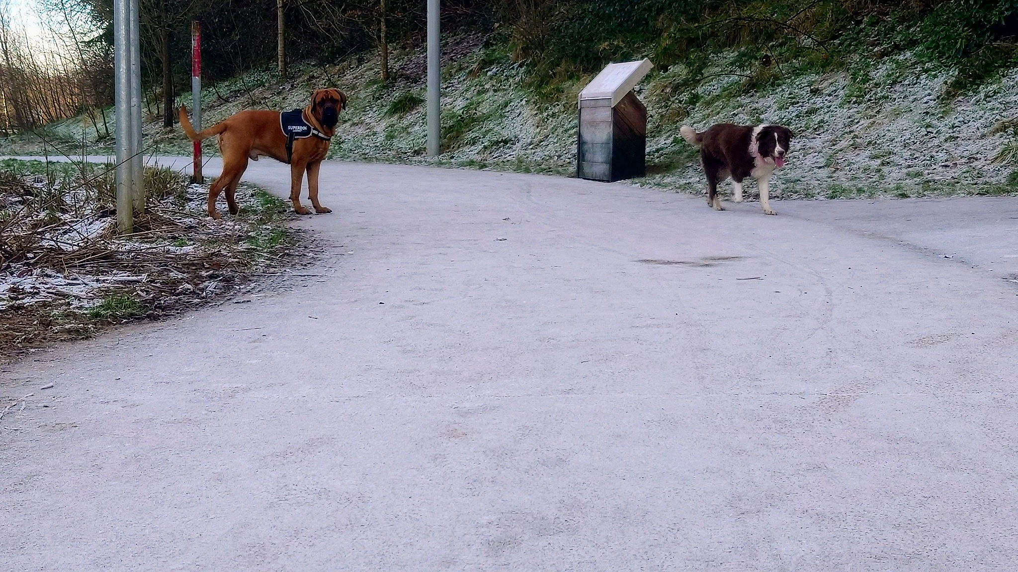 Koba joined the competition — help win amazing prizes! asphalt, canidae, carnivore, companion_dog, dog, dog_breed, fawn, fence, grass, herd, road, road_surface, sidewalk, snout, sporting_group, street_dog, tail, terrestrial_animal, working_animal, working_dog