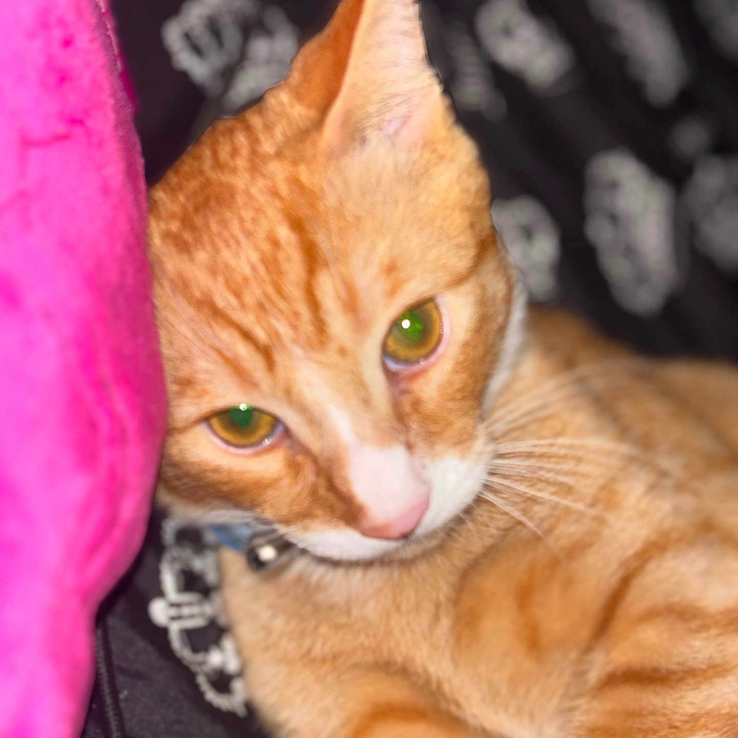 Simba Ponce joined the competition — help win amazing prizes! animal, cat, close_up, collar, cozy, cute, feline, fur, ginger_cat, green_eyes, indoor, patterned_fabric, pet, pink_object, relaxed, resting, sleepy, soft_focus, tabby, whiskers