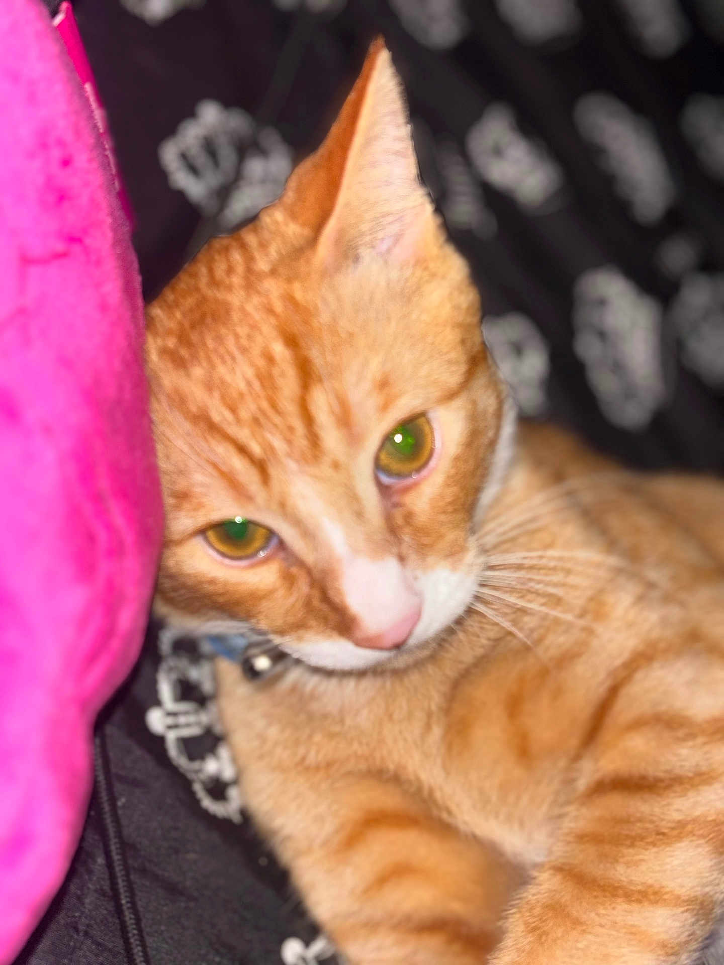 Simba Ponce joined the competition — help win amazing prizes! animal, cat, close_up, collar, cozy, cute, feline, fur, ginger_cat, green_eyes, indoor, patterned_fabric, pet, pink_object, relaxed, resting, sleepy, soft_focus, tabby, whiskers