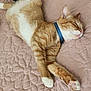 animal, bed, cat, collar, cozy, cute, domestic_cat, feline, fur, ginger_cat, indoor, pet, pink_nose, quilt, relaxed, resting, sleeping, striped, whiskers, white_paws