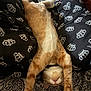 Simba Ponce is registered to the contest to win money with this photo: animal, bed, blanket, cat, cozy, cute, domestic_cat, feline, fur, ginger_cat, indoor, patterned_bedspread, paws, pet, relaxed, resting, sleeping, stretching, whiskers, white_cat