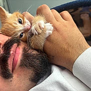 Simba Ponce joined the competition — help win amazing prizes! affection, animal, beard, close_up, cozy, cute, face, fur, hand, human, indoor, kitten, man, mustache, orange_cat, pet, relaxed, sleepy, snuggling, white_paws