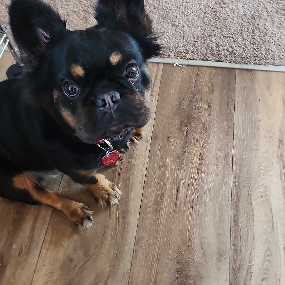 Poppy is registered to the contest to win money with this photo: animal, boxer, bulldog, canine, cockerspaniel, dog, frenchbulldog, hardwood, hound, indoors, interiordesign, papillon, pet, pitbull, plywood, pug, puppy, stainedwood, wood