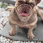 Osita is registered to the contest to win money with this photo: animal, brown_fur, canine, close_up, companion, cute, dog, ears_up, french_bulldog, friendly, happy, outdoor, pebbles, pet, portrait, sitting, smiling, stone, tongue_out, unique_eyes