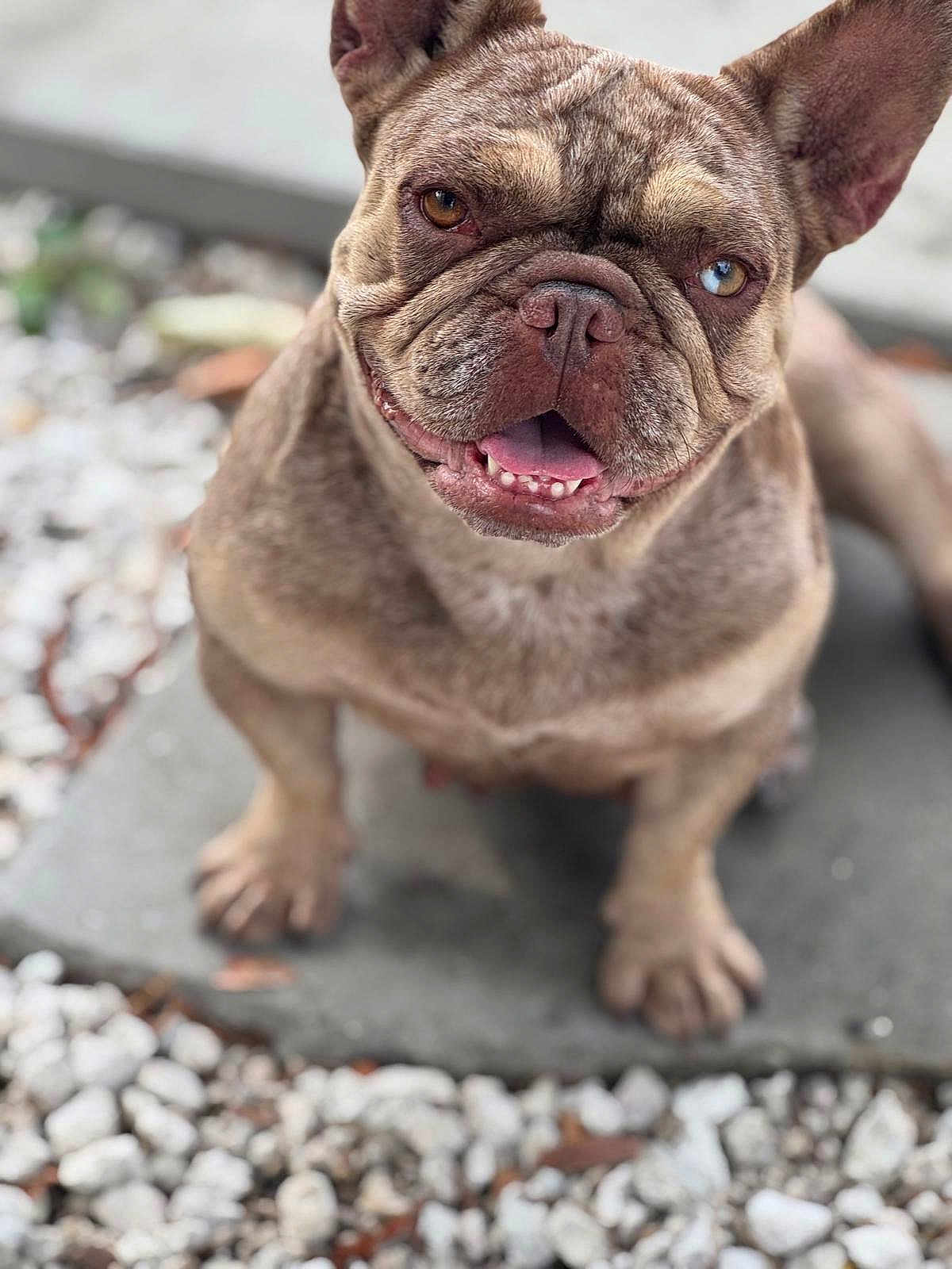 Osita