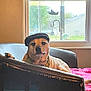 dog, beret, bandana, chair, leather, window, blanket, indoor, pet, canine, resting, cozy, casual, home, furniture, relaxing, portrait, animal, domestic, light