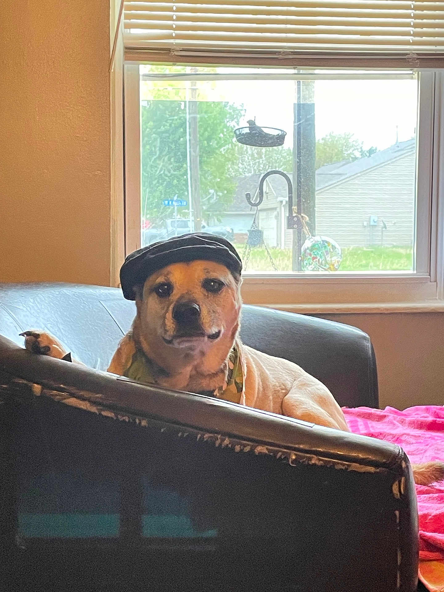 Bruno joined the competition — help win amazing prizes! dog, beret, bandana, chair, leather, window, blanket, indoor, pet, canine, resting, cozy, casual, home, furniture, relaxing, portrait, animal, domestic, light
