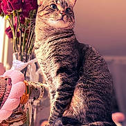 Miaou participe au concours pour gagner de l'argent avec cette photo : animal, bracelets, cat, closeup, curious, cute, decor, domestic, flowers, fur, indoor, jewelry, pet, portrait, roses, sitting, tabby, table, vase, whiskers