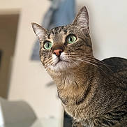 Miaou participe au concours pour gagner de l'argent avec cette photo : cat, tabby, green_eyes, indoor, curious, close_up, pet, feline, whiskers, ears, fur, animal, domestic_cat, mammal, portrait, looking_away, paws, focused, household, cute