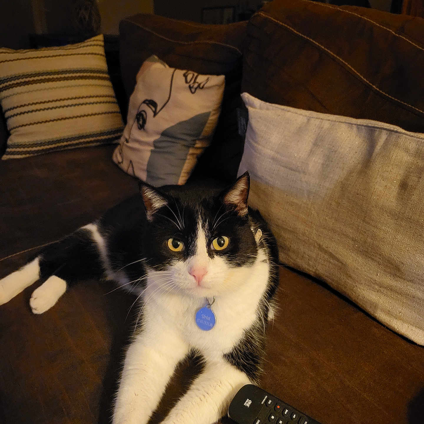 Uriel participe au concours pour gagner de l'argent avec cette photo : cat, black_and_white, pet, indoor, couch, pillows, remote_control, relaxed, feline, domestic_animal, living_room, fur, whiskers, eyes, ears, nose, paws, resting, home, cozy