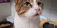Diego a rejoint le concours — aidez-le/la à gagner de superbes lots ! cat, tabby, white_fur, green_eyes, pet, indoor, kitchen, food_bowl, close_up, curious, animal, feline, whiskers, ears, face, domestic_cat, looking_up, fur, household, portrait