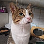 cat, tabby, white_fur, green_eyes, pet, indoor, kitchen, food_bowl, close_up, curious, animal, feline, whiskers, ears, face, domestic_cat, looking_up, fur, household, portrait