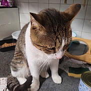 Diego a rejoint le concours — aidez-le/la à gagner de superbes lots ! cat, tabby_cat, white_paws, kitchen_counter, curious, pet, domestic_animal, feline, whiskers, fur, indoor, household, can, sponge, tiles, food_container, close_up, animal, looking_down, domestic