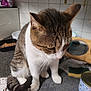 cat, tabby_cat, white_paws, kitchen_counter, curious, pet, domestic_animal, feline, whiskers, fur, indoor, household, can, sponge, tiles, food_container, close_up, animal, looking_down, domestic