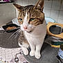 Diego a rejoint le concours — aidez-le/la à gagner de superbes lots ! cat, tabby_cat, white_cat, pet_food, kitchen_counter, food_bowl, can, tile_wall, kitchen, indoor, whiskers, ears, fur, animal, pet, close_up, sitting, floor_mat, table, domestic