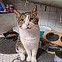 Diego a rejoint le concours — aidez-le/la à gagner de superbes lots ! cat, tabby_cat, white_cat, pet, indoor, kitchen, counter, food_bowl, water_bowl, sponge, tile_wall, curious, whiskers, domestic_animal, feline, close_up, sitting, fur, animal_face, looking_at_camera