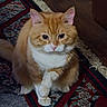 Wade is registered to the contest to win money with this photo: animal, cat, close_up, crossed_paws, domestic_animal, ears, eyes, fluffy, furry, indoors, living_room, orange_cat, patterned_rug, pet, portrait, rug, sitting, whiskers, white_chest, wood_floor