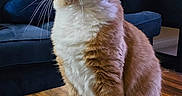 Wade joined the competition — help win amazing prizes! animal, cat, closeup, couch, cozy, cushion, domestic_cat, feline, fur, furniture, indoor, living_room, orange_cat, pet, portrait, sitting, tail, whiskers, white_fur, wooden_table