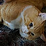 Wade joined the competition — help win amazing prizes! animal, blanket, cat, closeup, cozy, cute, ears, eyes, feline, fur, indoor, lying_down, orange_cat, paws, pet, playful, portrait, relaxed, whiskers, white_cat