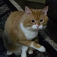 Wade joined the competition — help win amazing prizes! animal, carpet, cat, cozy, crossed_paws, feline, fluffy, furniture, green_eyes, indoor, living_room, orange_cat, pet, pink_nose, portrait, rug, sitting, tabby, whiskers, white_paws