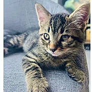 Kiuby a rejoint le concours — aidez-le/la à gagner de superbes lots ! kitten, cat, tabby, pet, animal, feline, whiskers, paw, green_eyes, fur, cute, domestic_cat, resting, indoor, close_up, gray_fabric, relaxed, young_cat, soft_texture, portrait