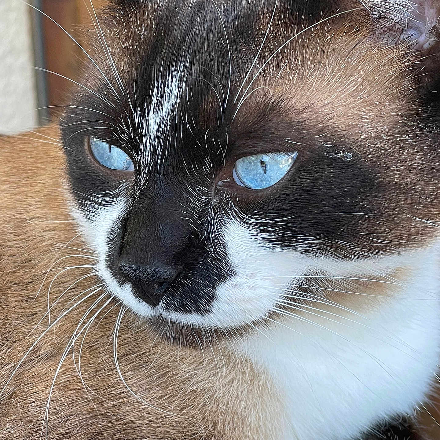 Tyson participe au concours pour gagner de l'argent avec cette photo : animal, black_and_white, blue_eyes, brown, cat, close_up, cute, detailed, domestic_cat, face, feline, focused, fur, indoor, mammal, pet, portrait, siamese, whiskers, white