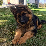 Snow a rejoint le concours — aidez-le/la à gagner de superbes lots ! dog, puppy, german_shepherd, grass, outdoor, animal, pet, ears, fur, curious, head_tilt, canine, nature, sunlight, building, yard, greenery, cute, mammal, domestic_animal