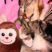 Michi joined the competition — help win amazing prizes! adorable, animal, cat, close_up, cozy, cute, friendship, fur, heart, indoor, monkey, nap, pet, pink_background, plush_toy, resting, sleeping, soft, tabby, whiskers