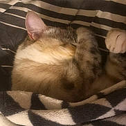 Malia participe au concours pour gagner de l'argent avec cette photo : cat, sleeping, cozy, blanket, striped, fur, paws, resting, indoor, cute, pet, comfort, relaxed, pattern, soft, warm, animal, feline, domestic, snuggled