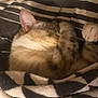 cat, sleeping, cozy, blanket, striped, fur, paws, resting, indoor, cute, pet, comfort, relaxed, pattern, soft, warm, animal, feline, domestic, snuggled