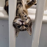 Tammy joined the competition — help win amazing prizes! animal, cat, curious, cute, exploration, feline, home, indoor, kitten, paws, pet, playful, railing, stairs, tabby, upside_down, whiskers, white, wooden, young