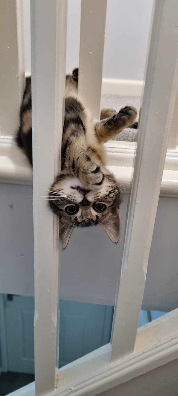 Tammy joined the competition — help win amazing prizes! animal, cat, curious, cute, exploration, feline, home, indoor, kitten, paws, pet, playful, railing, stairs, tabby, upside_down, whiskers, white, wooden, young