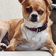 Dj. joined the competition — help win amazing prizes! animal, brown_dog, canine, close_up, collar, companion, cute, dog, domestic_animal, ears_up, furniture, indoor, laying_down, looking_away, paw, pet, relaxed, short_fur, small_dog, white_fur