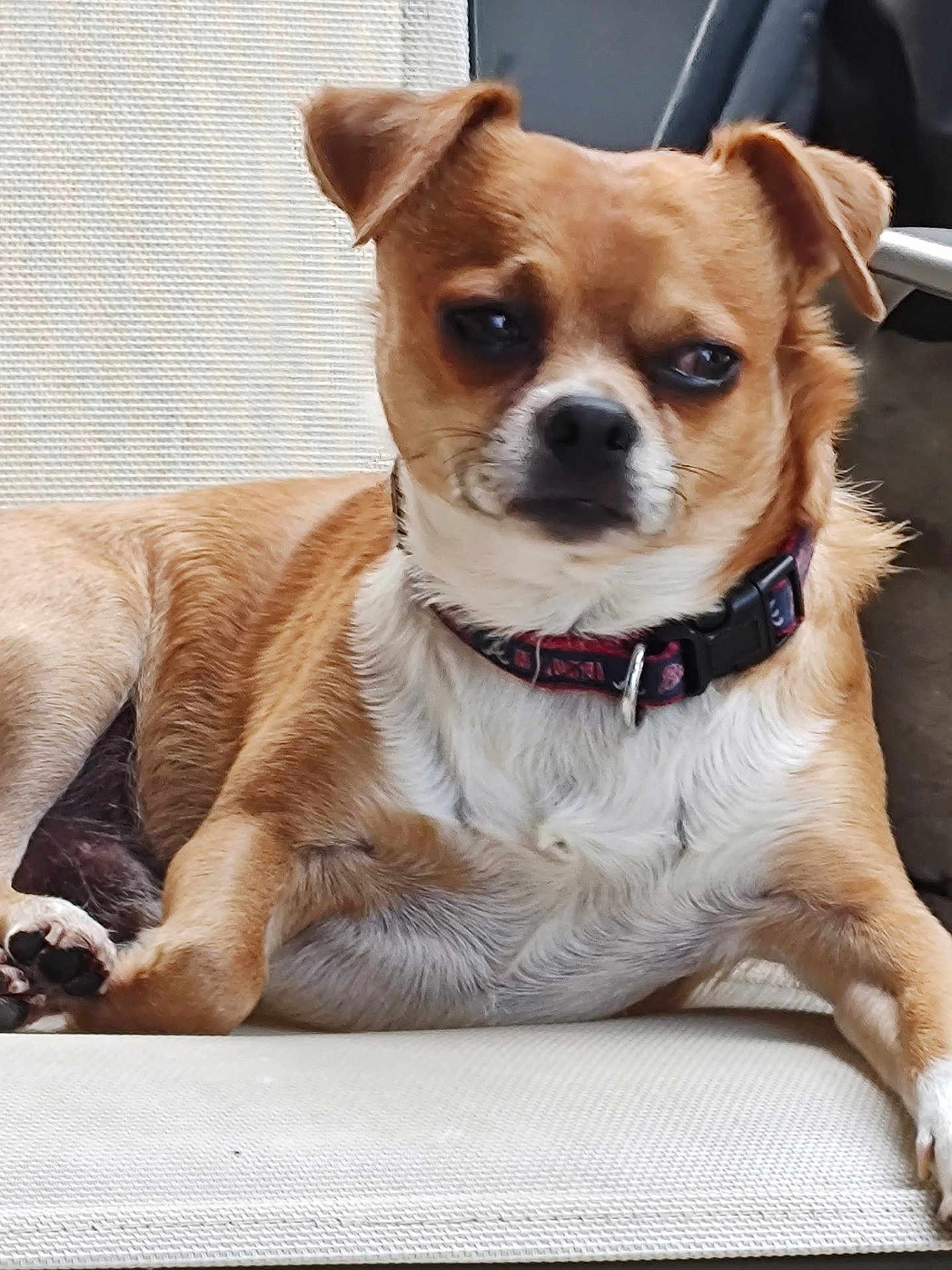 Dj. joined the competition — help win amazing prizes! animal, brown_dog, canine, close_up, collar, companion, cute, dog, domestic_animal, ears_up, furniture, indoor, laying_down, looking_away, paw, pet, relaxed, short_fur, small_dog, white_fur
