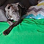 dog, pet, couch, blanket, green_throw, indoor, relaxed, resting, canine, animal, fur, collar, paw, home, comfort, living_room, laying_down, domestic, quiet, companion