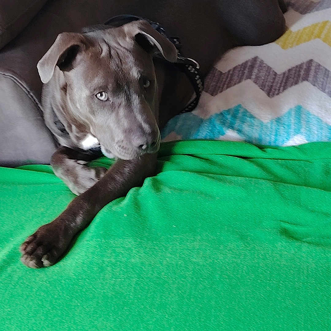 Aïko a rejoint le concours — aidez-le/la à gagner de superbes lots ! animal, blanket, canine, collar, comfort, companion, couch, dog, domestic, fur, green_throw, home, indoor, laying_down, living_room, paw, pet, quiet, relaxed, resting