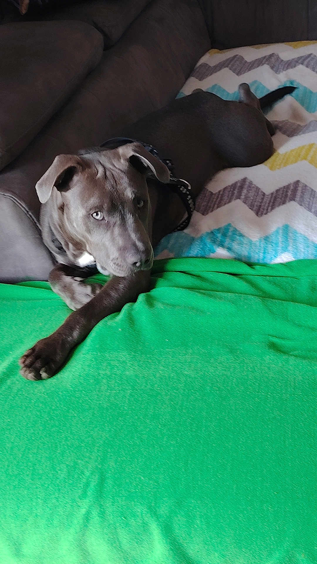Aïko a rejoint le concours — aidez-le/la à gagner de superbes lots ! dog, pet, couch, blanket, green_throw, indoor, relaxed, resting, canine, animal, fur, collar, paw, home, comfort, living_room, laying_down, domestic, quiet, companion